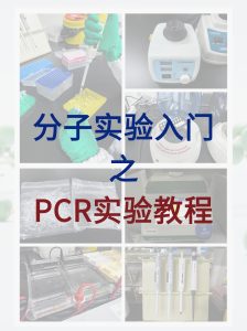分子小白入门必学，完整的PCR实验教程