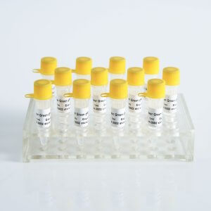 Power Green qPCR Mix (High ROX+)