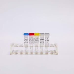 RT-PCR Mix for qPCR（预混型逆转录试剂盒）R1031